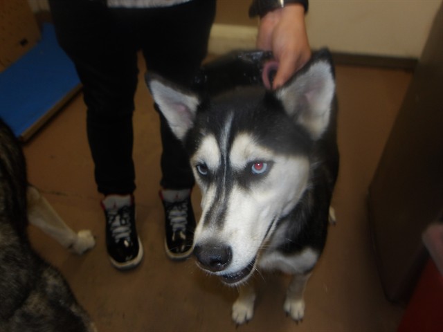 Siberian Husky at Chicago Animal Care and Control