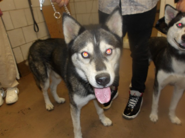 Siberian Husky at Chicago Animal Care and Control