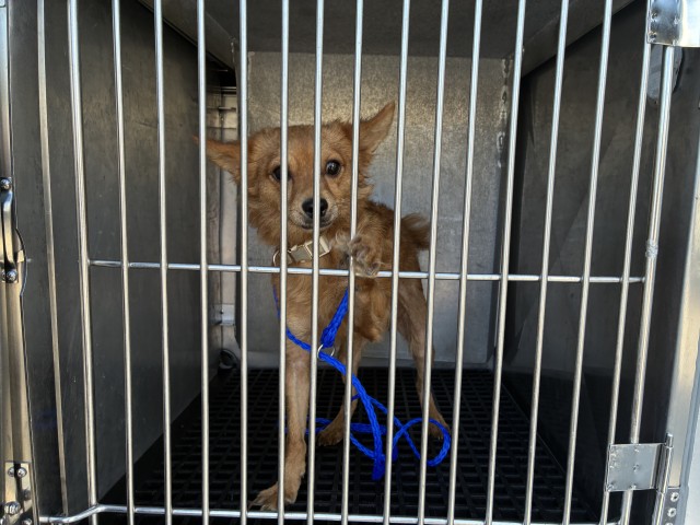 Pomeranian at Chicago Animal Care and Control