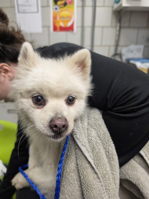 Pomeranian at Chicago Animal Care and Control