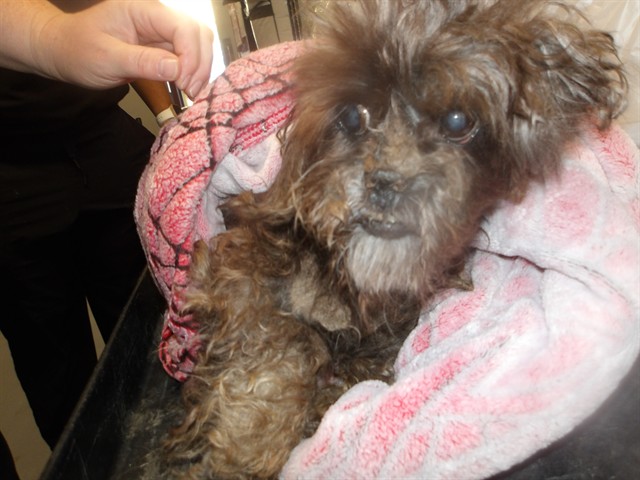 Shih Tzu at Chicago Animal Care and Control