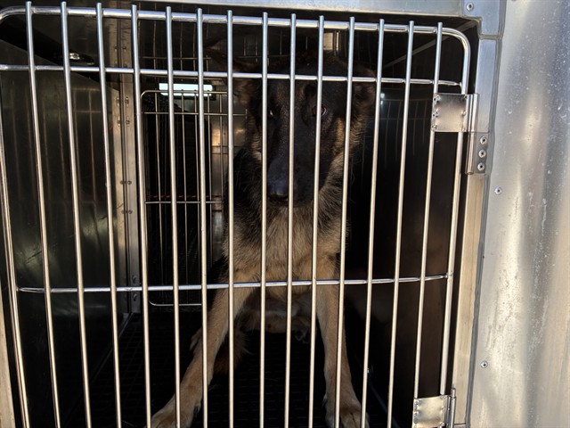 German Shepherd Dog at Chicago Animal Care and Control