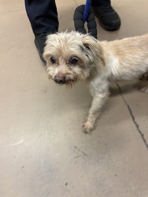 Yorkshire Terrier at Chicago Animal Care and Control