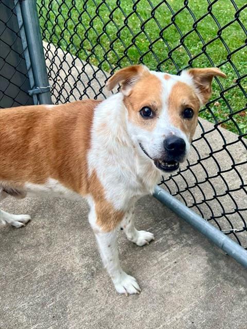 Rockstar at Chicago Animal Care and Control
