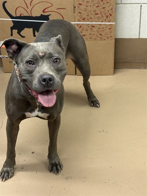 Nova at Chicago Animal Care and Control