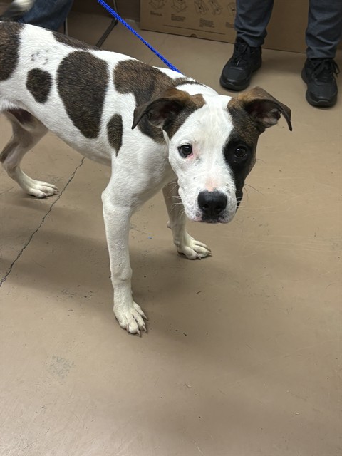 American Pit Bull Terrier at Chicago Animal Care and Control