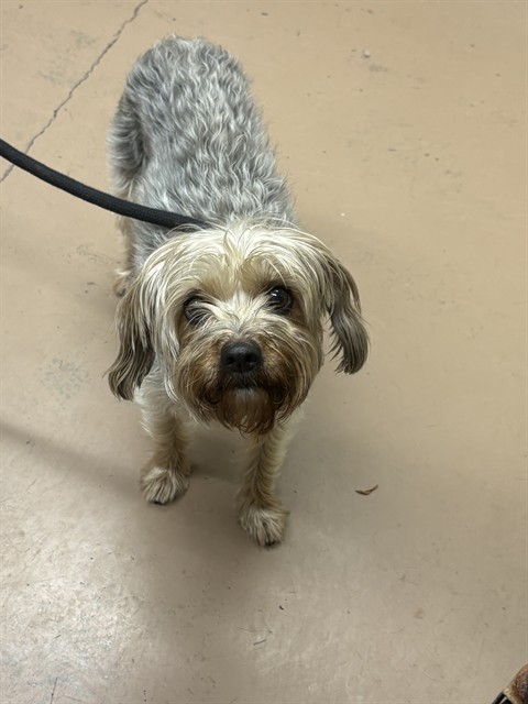 Yorkshire Terrier at Chicago Animal Care and Control