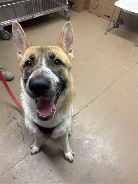 Labrador Retriever at Chicago Animal Care and Control