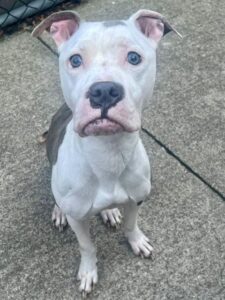 Seven, adoptable American Pit Bull Terrier at Chicago Animal Care and Control