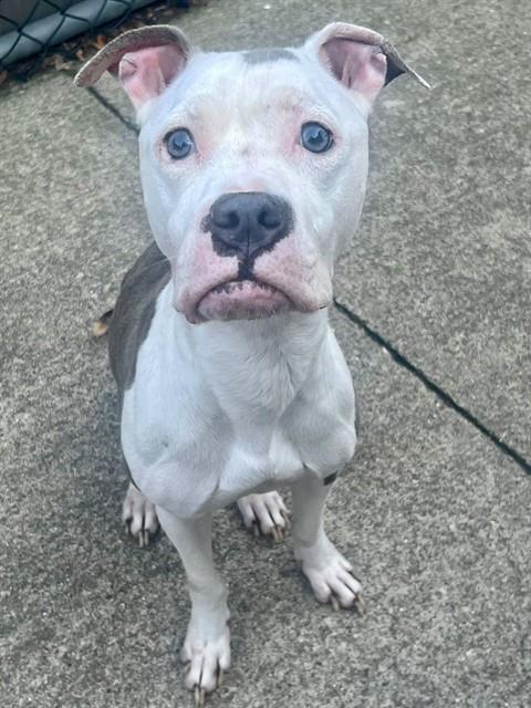 Seven, adoptable American Pit Bull Terrier at Chicago Animal Care and Control