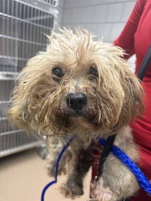 Dog A320394 at Chicago Animal Care and Control