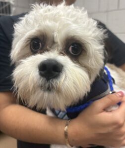 Osi, adoptable Shih Tzu at Chicago Animal Care and Control