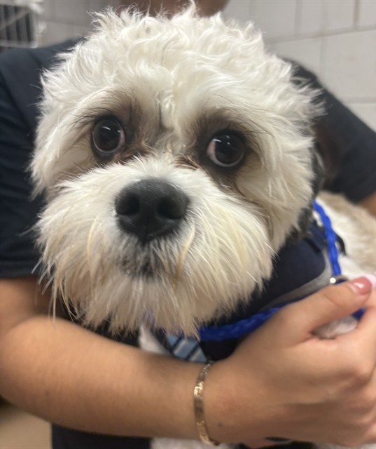 Osi at Chicago Animal Care and Control