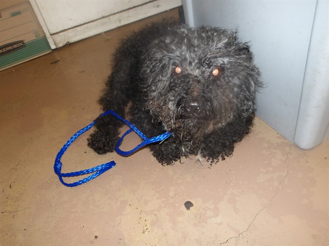 Poodle at Chicago Animal Care and Control