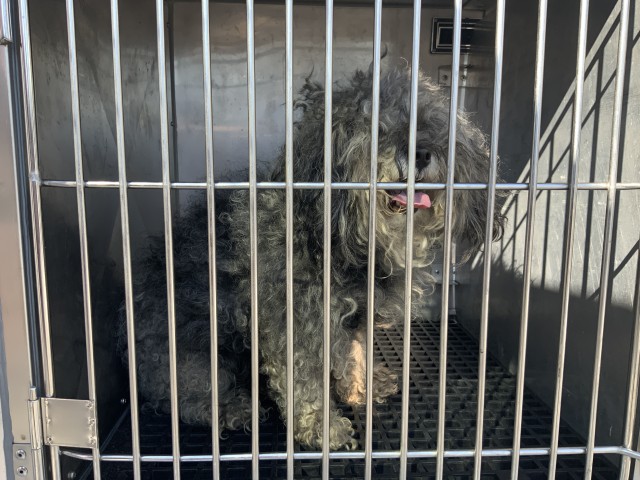 Dog A320405 at Chicago Animal Care and Control
