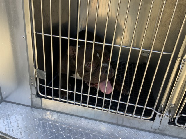 Bulldog at Chicago Animal Care and Control