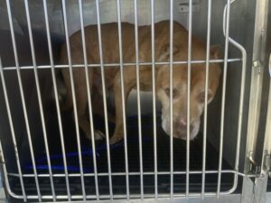 Versace, adoptable American Pit Bull Terrier at Chicago Animal Care and Control