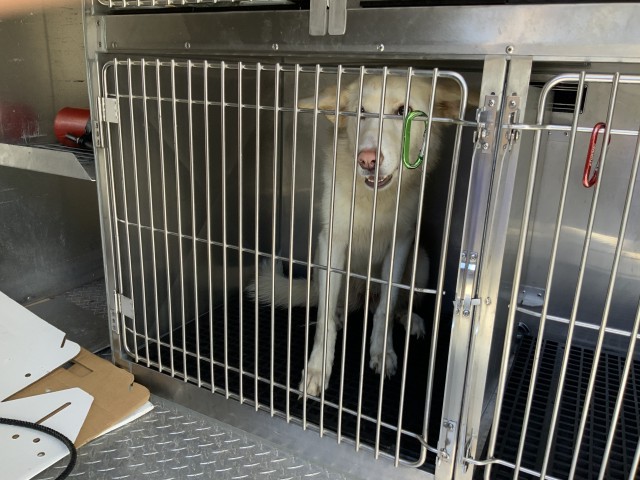 Siberian Husky at Chicago Animal Care and Control