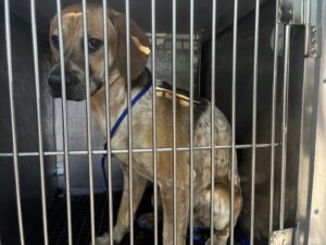 Honey, adoptable Beagle at Chicago Animal Care and Control