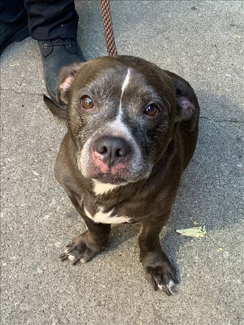 American Pit Bull Terrier at Chicago Animal Care and Control