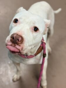 Kamila, adoptable American Pit Bull Terrier at Chicago Animal Care and Control