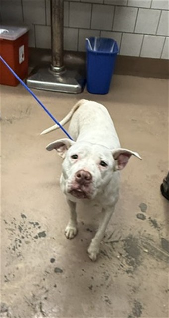 American Pit Bull Terrier at Chicago Animal Care and Control