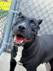 Raisinet, adoptable American Pit Bull Terrier at Chicago Animal Care and Control