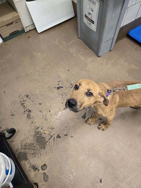 German Shepherd Dog at Chicago Animal Care and Control