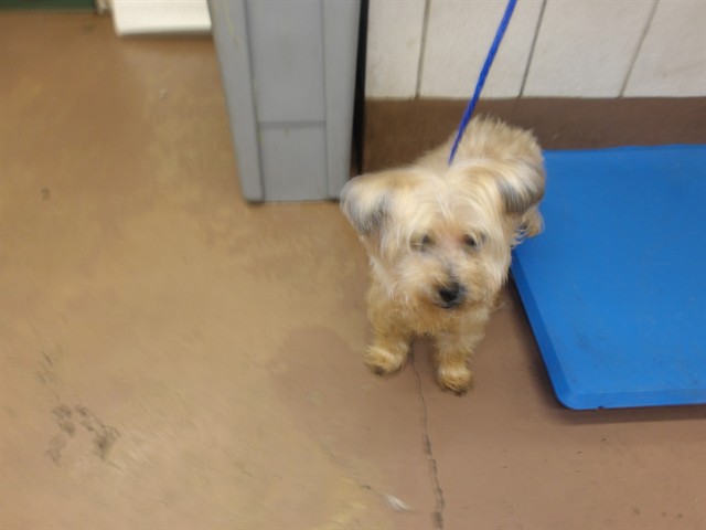 Shih Tzu at Chicago Animal Care and Control