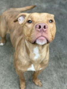 Jamaica, adoptable American Pit Bull Terrier at Chicago Animal Care and Control