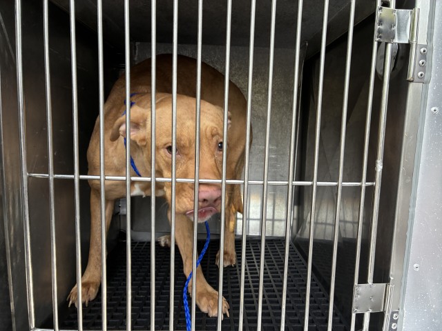 American Pit Bull Terrier at Chicago Animal Care and Control