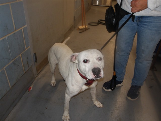 Rocky at Chicago Animal Care and Control