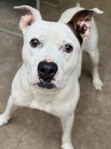 Ralph Lauren, adoptable American Pit Bull Terrier at Chicago Animal Care and Control