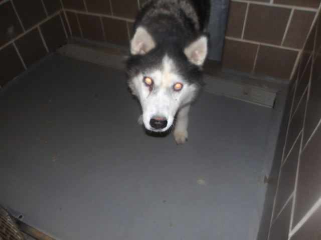 Siberian Husky at Chicago Animal Care and Control