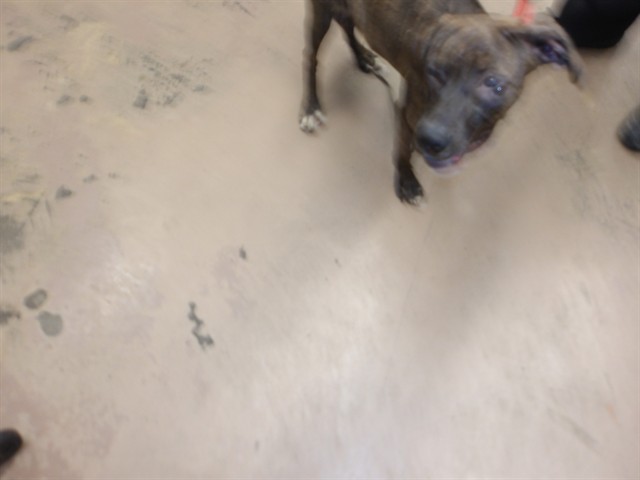 American Pit Bull Terrier at Chicago Animal Care and Control