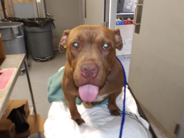 American Pit Bull Terrier at Chicago Animal Care and Control