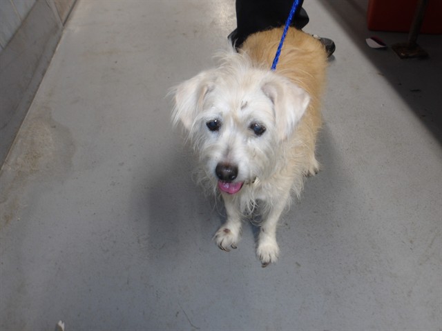 Poodle at Chicago Animal Care and Control