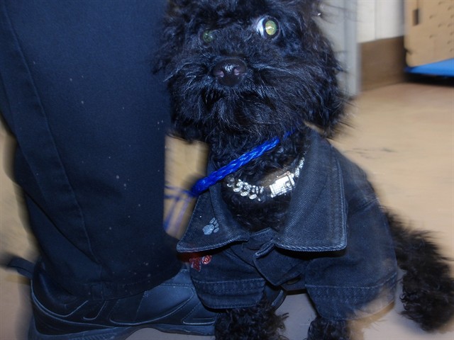 Midnight at Chicago Animal Care and Control