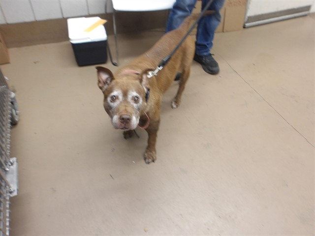 Choco available through Chicago Animal Care and Control