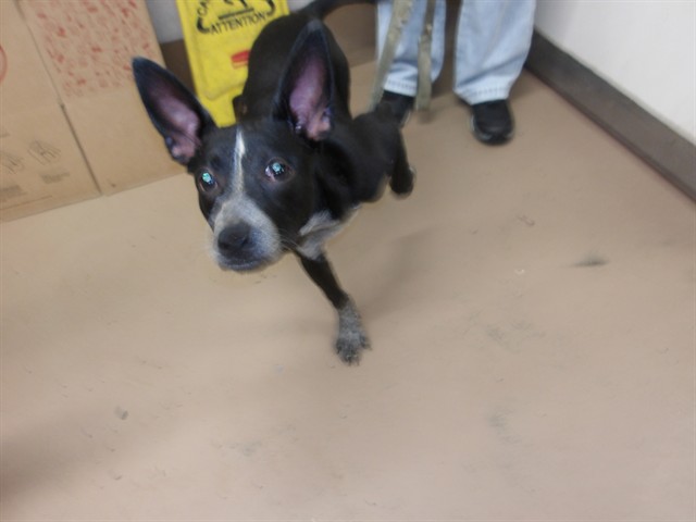 Labrador Retriever at Chicago Animal Care and Control