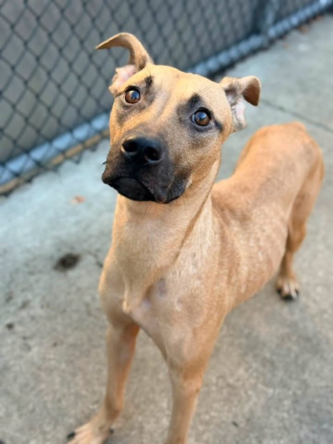 Maiz, adoptable Bull Terrier at Chicago Animal Care and Control
