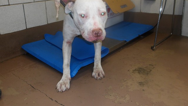 American Pit Bull Terrier at Chicago Animal Care and Control