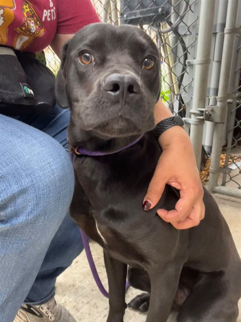 Xander at Chicago Animal Care and Control