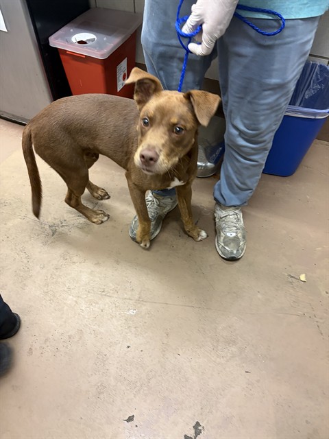 American Pit Bull Terrier at Chicago Animal Care and Control