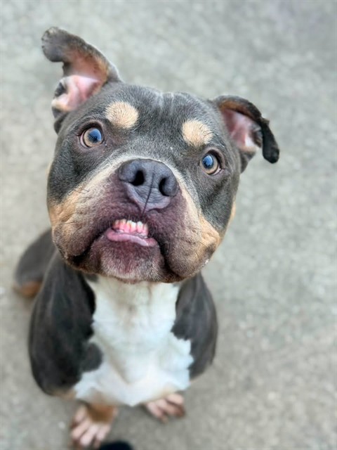 Guy Smiley, adoptable American Pit Bull Terrier at Chicago Animal Care and Control