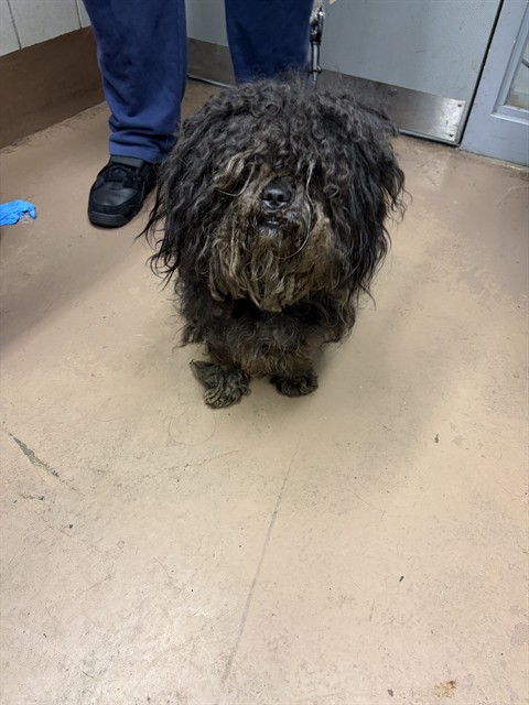Shih Tzu at Chicago Animal Care and Control