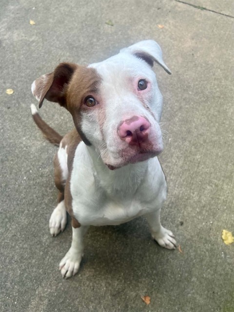 Addyson, adoptable American Pit Bull Terrier at Chicago Animal Care and Control