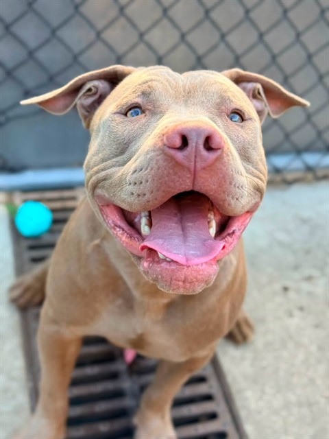 Jet Puffed, adoptable American Pit Bull Terrier at Chicago Animal Care and Control