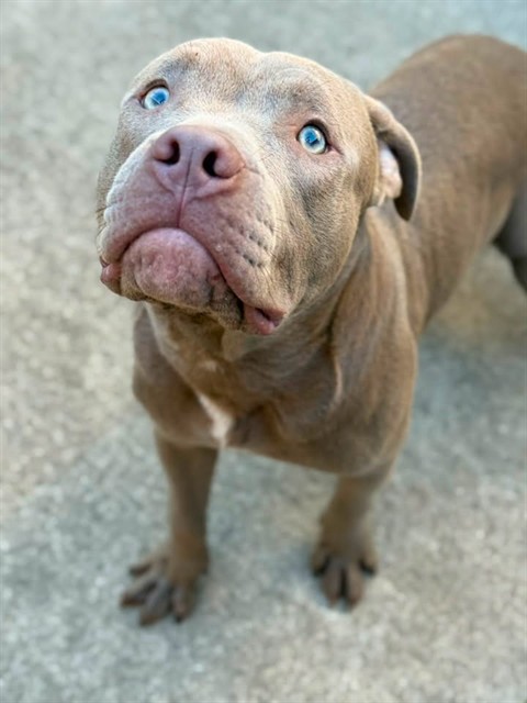 Stuffed Puffs, adoptable American Pit Bull Terrier at Chicago Animal Care and Control