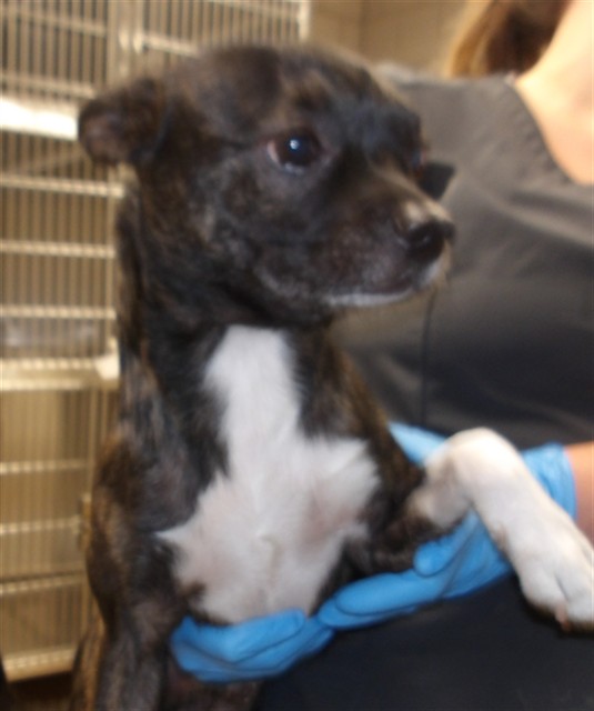Chihuahua at Chicago Animal Care and Control